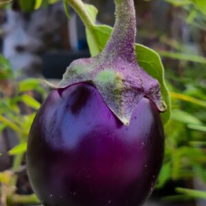 বেগুন(Brinjal)-1kg
