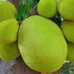Jackfruit
