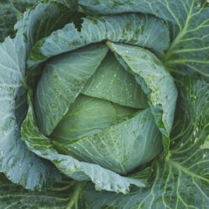 বাঁধাকপি(Cabbage)-1kg