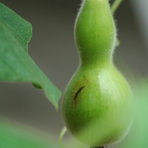 Bottle Gourd-1kg