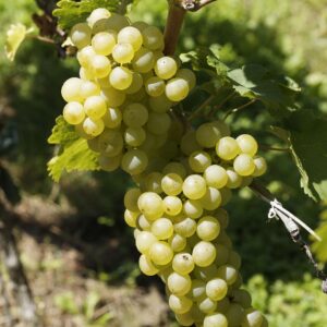grapes