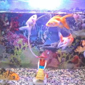 Aquarium 2 feet full setup filter+ oxizen pump+fish