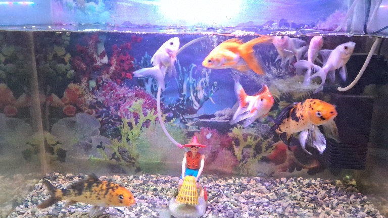 Aquarium 2 feet full setup filter+ oxizen pump+fish